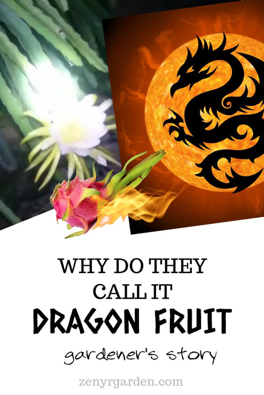 why-do-they-call-it-dragon-fruit-short-story